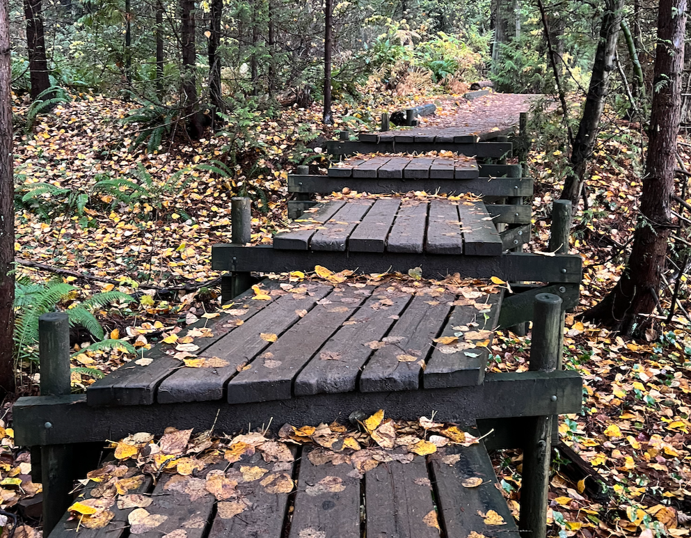 Photograph of a wooden path with steps in a forest, with multiple yellow and brown leaves on the ground, suggesting it has rained.